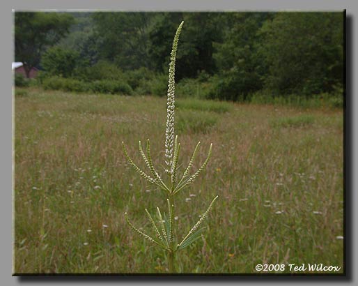 Culver's Root (Veronicastrum virginicum)