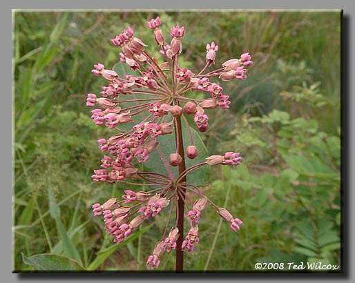 Bluntleaf Milkweed / Curly Milkweed (Asclepias amplexicaulis)