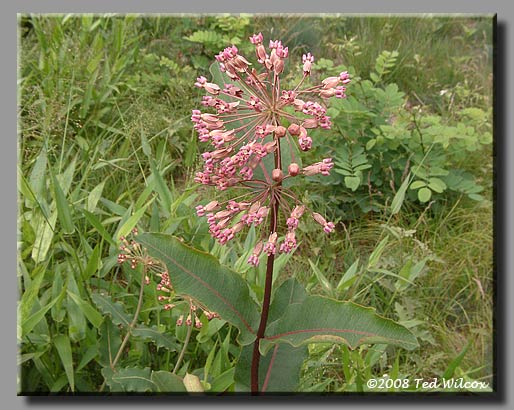 Bluntleaf Milkweed / Curly Milkweed (Asclepias amplexicaulis)