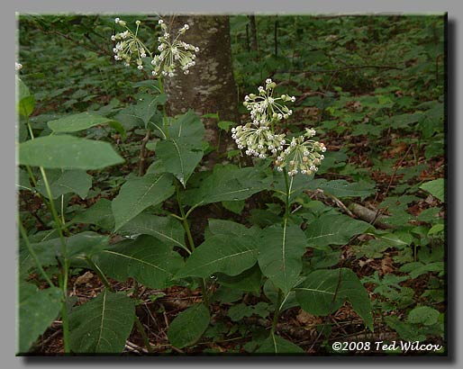 Poke Milkweed / Tall Milkweed (Asclepias exaltata)