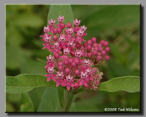 Swamp Milkweed (Asclepias incarnata)