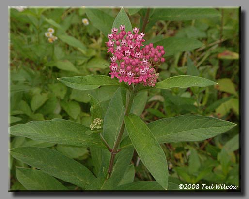 Swamp Milkweed (Asclepias incarnata)