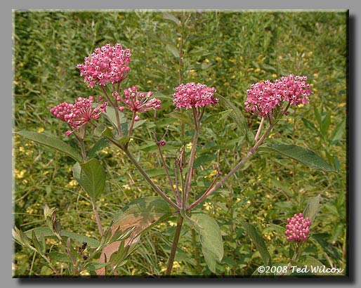 Swamp Milkweed (Asclepias incarnata)
