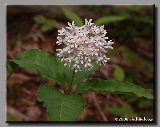Fourleaf Milkweed (Asclepias quadrifolia)