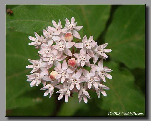 Fourleaf Milkweed (Asclepias quadrifolia)
