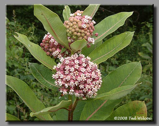 Common Milkweed (Asclepias syriaca)