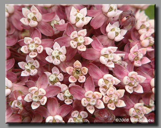 Common Milkweed (Asclepias syriaca)