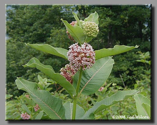 Common Milkweed (Asclepias syriaca)