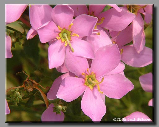Rose Pink (Sabatia angularis)