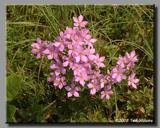 Rose Pink (Sabatia angularis)