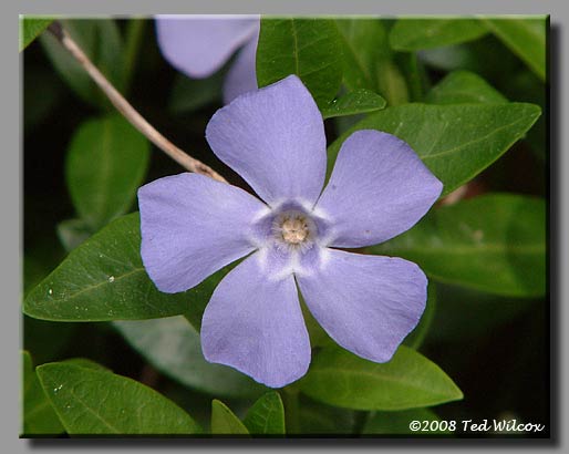 Periwinkle (Vinca minor)