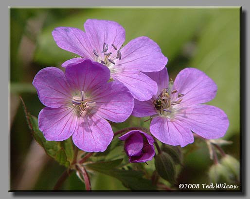 Wild Geranium (Geranium maculatum)