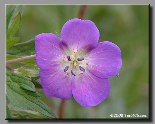 Wild Geranium (Geranium maculatum)