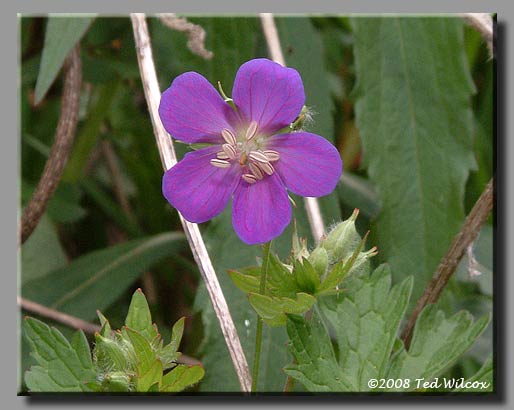 Wild Geranium (Geranium maculatum)