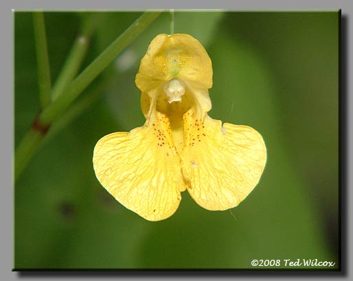 Pale Touch-Me-Not (Impatiens pallida)
