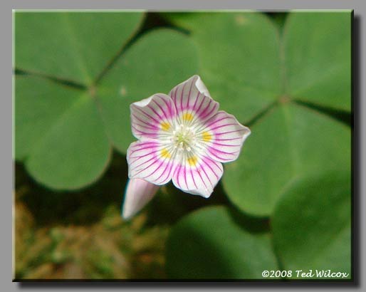 Mountain Wood Sorrel (Oxalis montana)