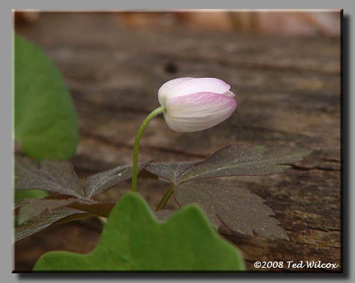 Mountain Wood Sorrel (Oxalis montana)