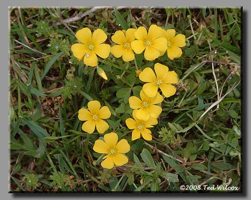 Common Yellow Wood Sorrell (Oxalis stricta)