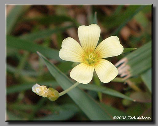 Common Yellow Wood Sorrel (Oxalis stricta)