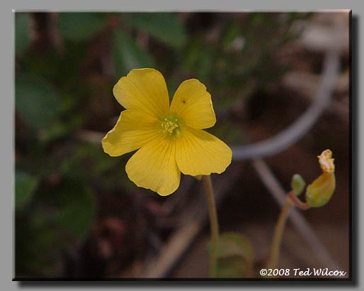 Common Yellow Wood Sorrel (Oxalis stricta)
