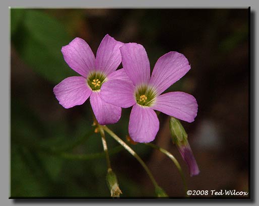 Violet Wood Sorrel (Oxalis violacea)