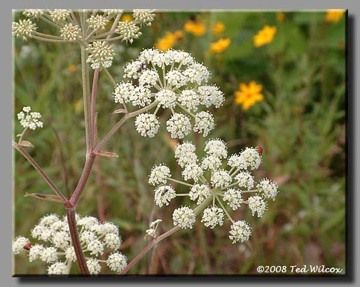 Mountain Angelica / Filmy Angelica (Angelica triquinata)