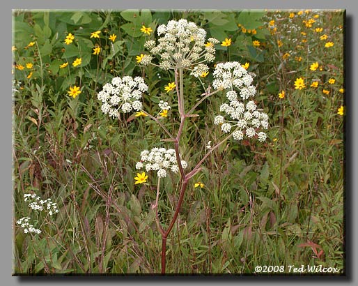 Mountain Angelica / Filmy Angelica (Angelica triquinata)