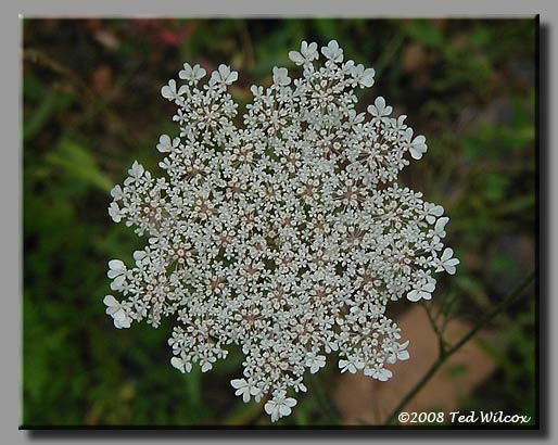 Queen Anne's Lace / Wild Carrot (Daucus carota)
