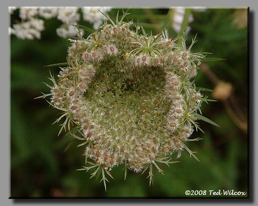 Queen Anne's Lace / Wild Carrot (Daucus carota)
