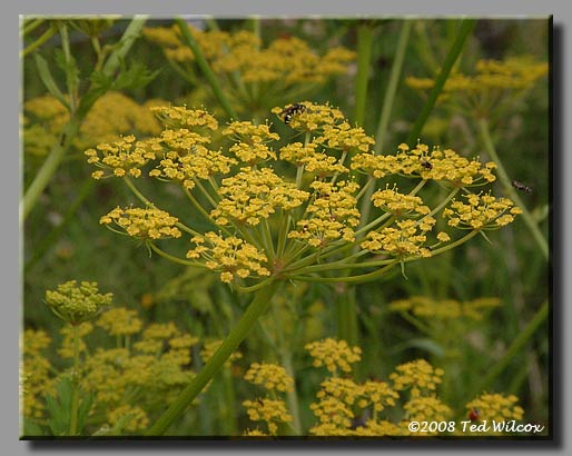 Wild Parsnip (Pastinaca sativa)