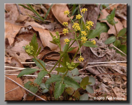 Hairyjoint Meadow Parsnip (Thaspium barbinode)