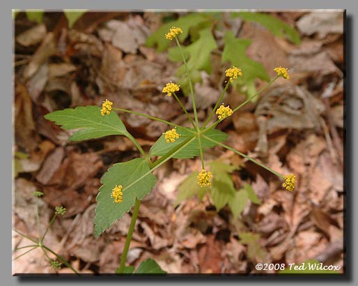 Mountain Golden Alexanders (Zizia trifoliata)