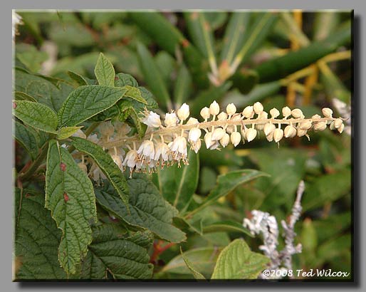 Mountain Sweet Pepperbush (Clethra acuminata)