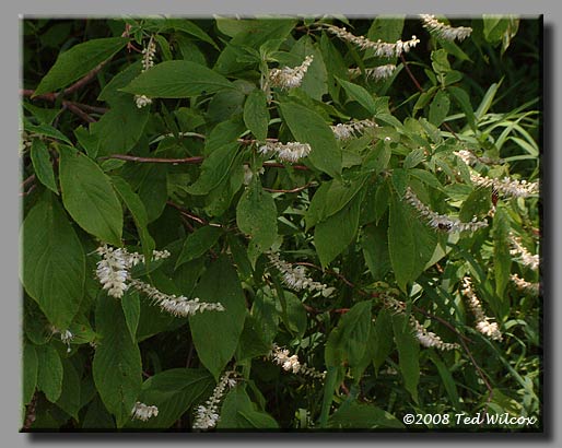 Mountain Sweet Pepperbush (Clethra acuminata)