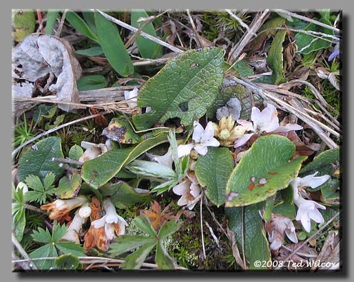 Trailing Arbutus (Epigaea repens)