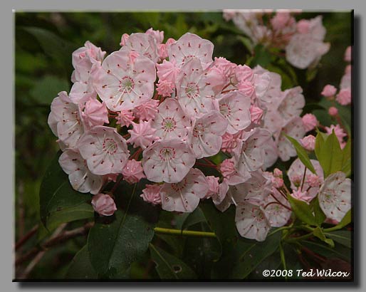Mountain Laurel (Kalmia latifolia)