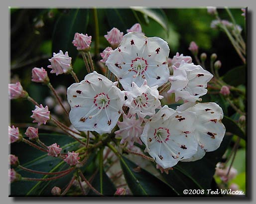 Mountain Laurel (Kalmia latifolia)