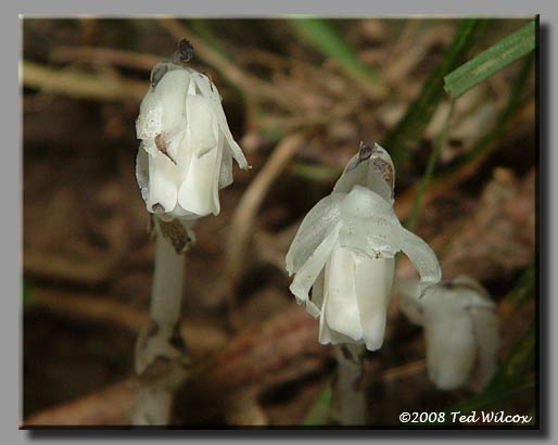 Indian Pipe (Monotropa uniflora)