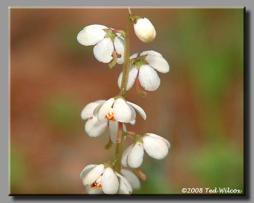 Round-Leaved Pyrola (Pyrola rotundifolia)