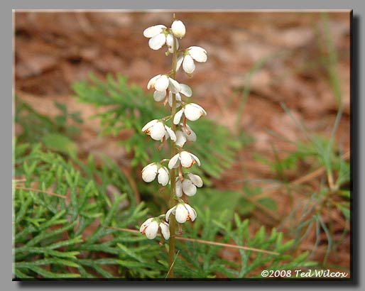 Round-Leaved Pyrola (Pyrola rotundifolia)