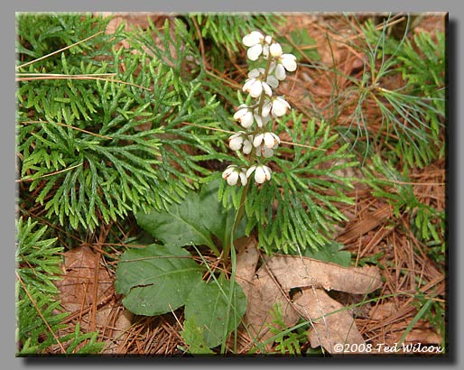 Round-Leaved Pyrola (Pyrola rotundifolia)