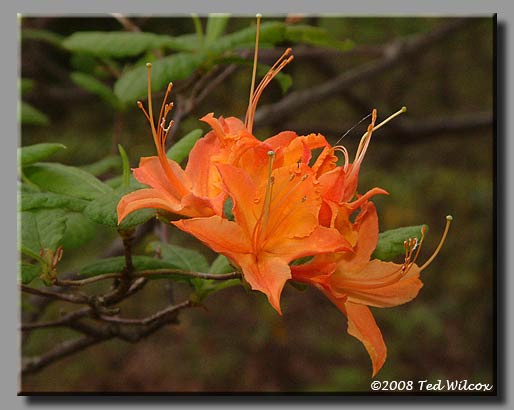 Flame Azalea (Rhododendron calendulaceum)