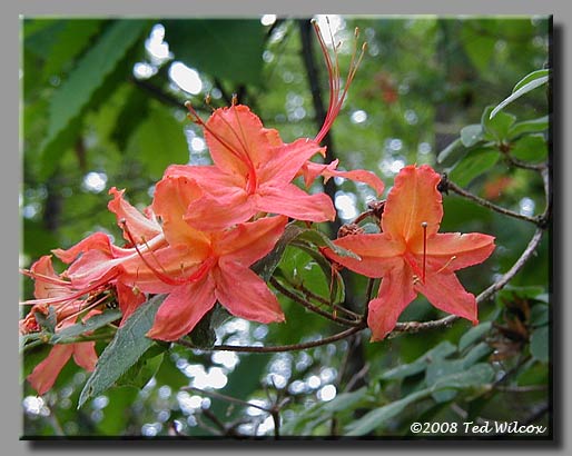 Flame Azalea (Rhododendron calendulaceum)