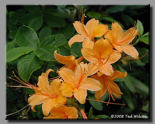 Flame Azalea (Rhododendron calendulaceum)