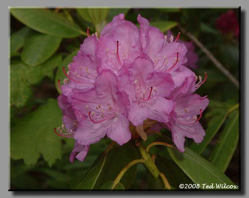 Catawba Rhododendron (Rhododendron catawbiense)