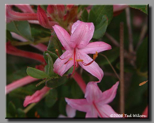 Swamp Azalea (Rhododendron viscosum)