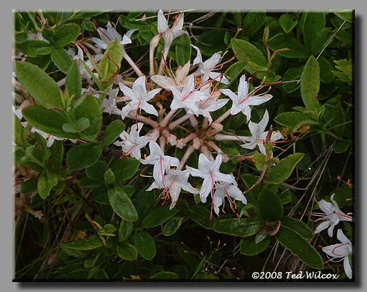 Swamp Azalea (Rhododendron viscosum)