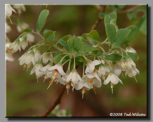 Deerberry (Vaccinium stamineum)