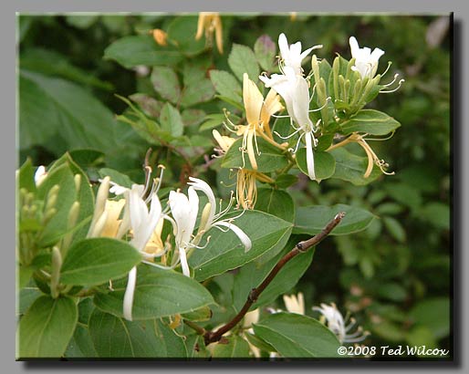 Japanese Honeysuckle (Lonicera japonica)
