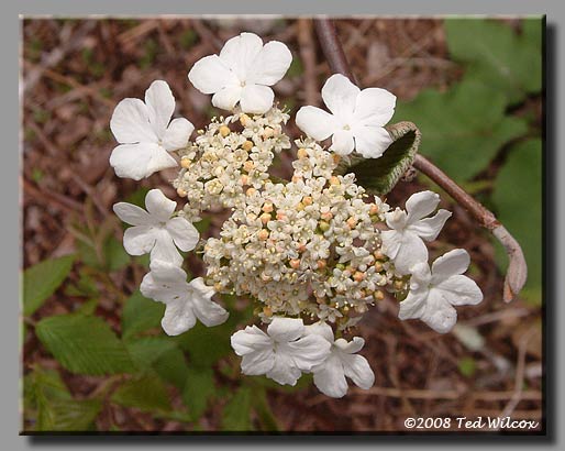 Witch Hobble / Hobblebush (Viburnum lantanoides)